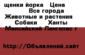 щенки йорка › Цена ­ 15 000 - Все города Животные и растения » Собаки   . Ханты-Мансийский,Лангепас г.